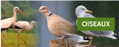 clôture électrique pour oiseaux con pastor eléctrico
