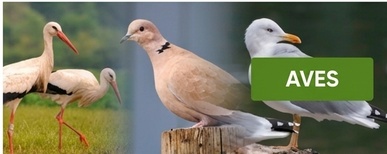 cerca elétrica para aves con pastor eléctrico