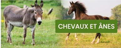 clôture électrique pour chevaux