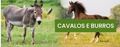 cerca elétrica para cavalos