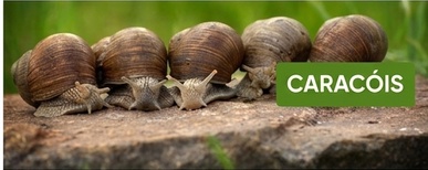 cerca elétrica para criaderos de caracoles