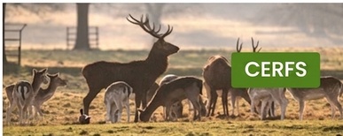clôture électrique pour cerfs