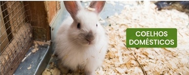 cómo hacer un cerca elétrica para coelhos domésticos