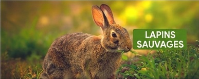 cómo hacer un clôture électrique pour lapins salvajes