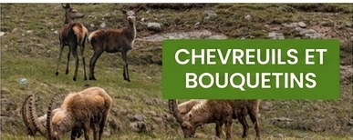 clôture électrique para corzos y cabras montesas