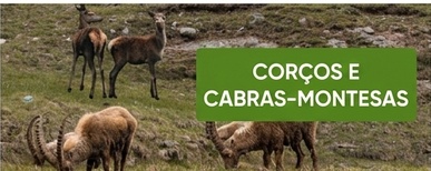 cerca elétrica para corzos y cabras montesas