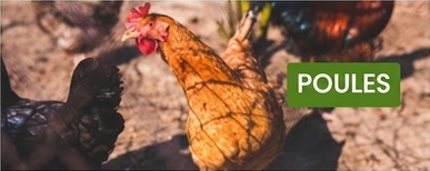 clôture électrique pour poules