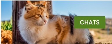 cómo hacer un clôture électrique pour chats