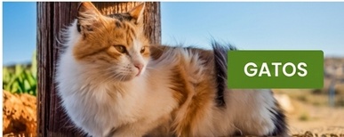 cómo hacer un cerca elétrica para gatos