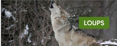 cómo hacer un clôture électrique pour loup