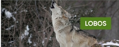 cómo hacer un cerca elétrica para lobo