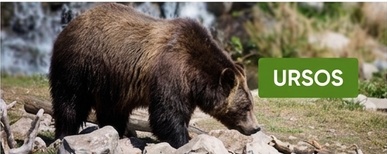 cómo hacer un cerca elétrica para urso