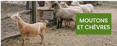cercado electrico para ovejas y cabras