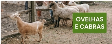 cerca elétrica para ovejas y cabras