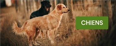 clôture électrique pour chiens