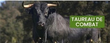 clôture électrique pour taureau de combat