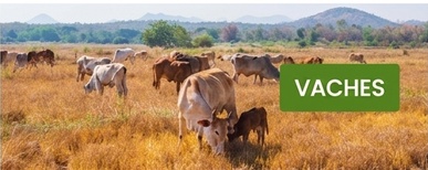 cercado electrico pour vaches