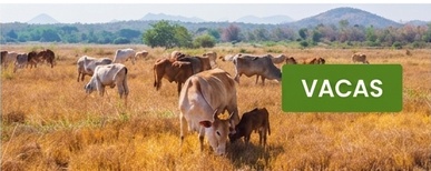 cerca elétrica para vacas